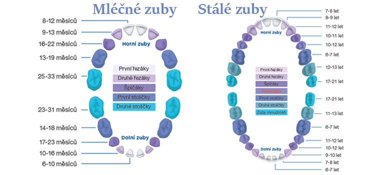 Rast-zubov (1)